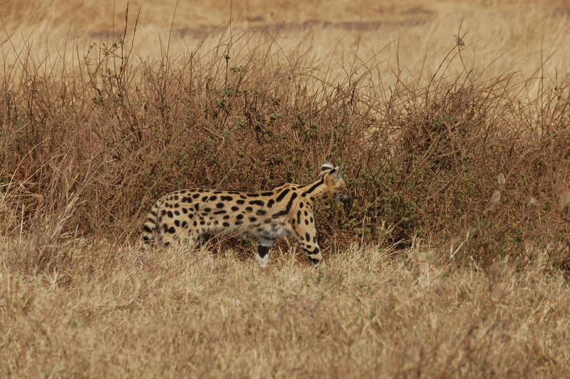 Illustration for article titled Out of Africa. Copycat Edition.